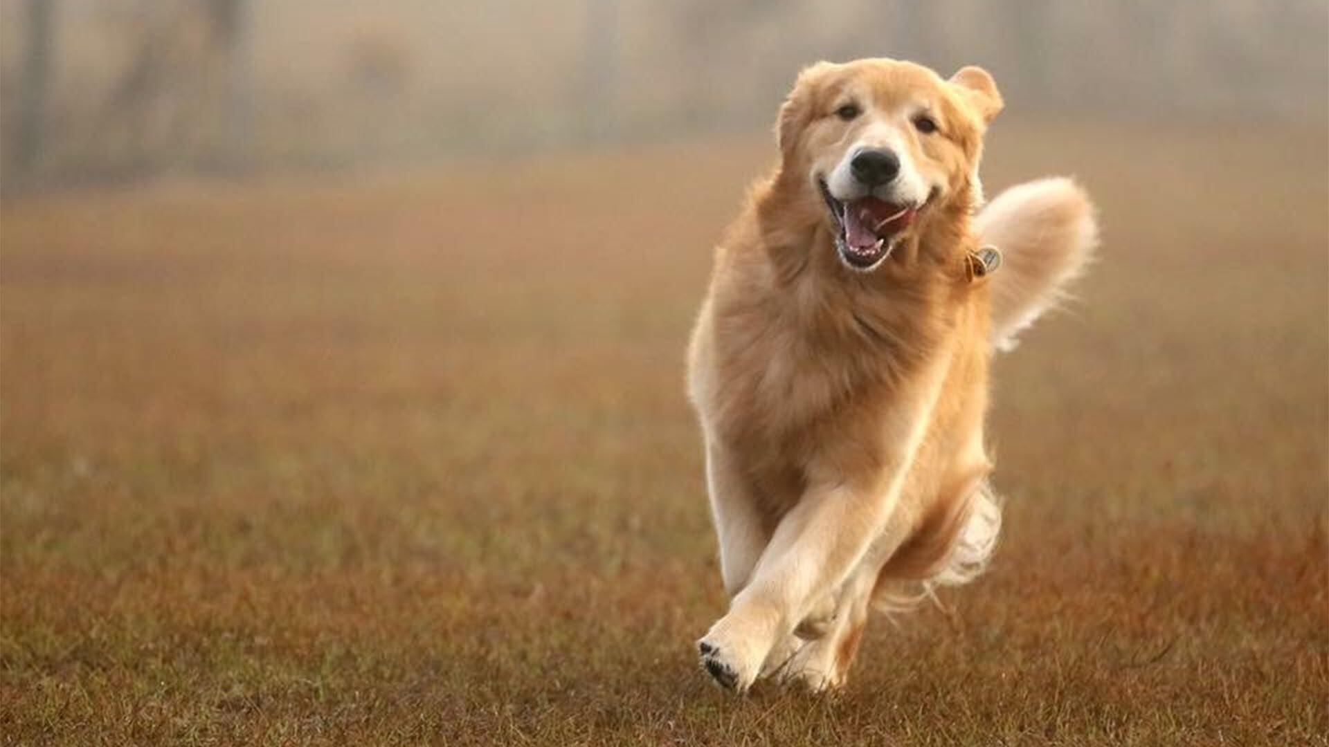 Los expertos sugieren ampliar los estudios a otras razas para desarrollar estrategias de cuidado y entrenamiento más personalizadas y efectivas./ Morris Animal Foundation