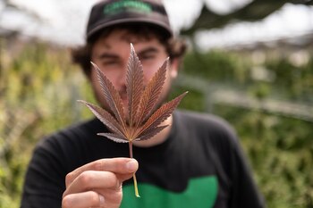 Argentina, a un paso de