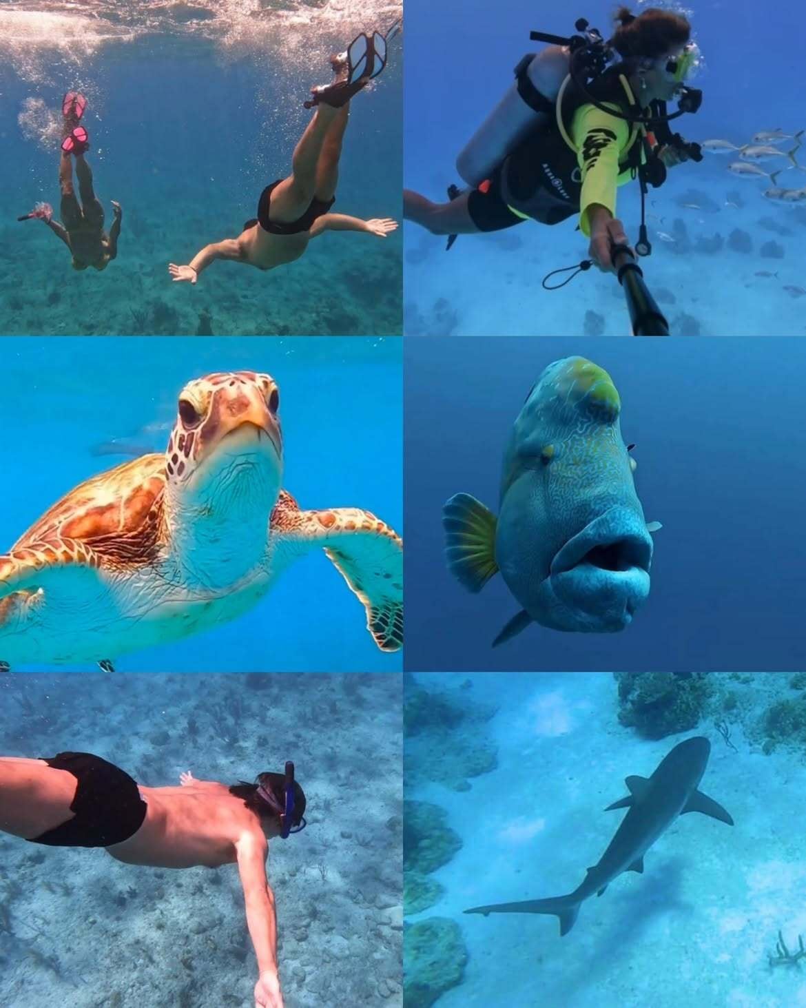 Un collage de la experiencia submarina de la pareja: aletas, aguas transparentes, un banco de peces plateados, una tortuga marina y un tiburón de aleta blanca sobre el fondo coralino