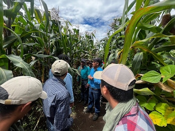El proyecto 'Del campo a las aulas en Guatemala' conecta a agricultores familiares con escuelas, garantizando una alimentación infantil sostenible. (Foto cortesía Red de Agricultores Tejutlecos)