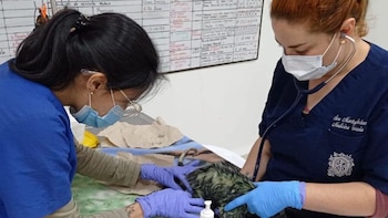 Murió la zarigüeya atacada con