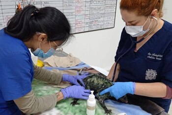 Las crías de la zarigüeya