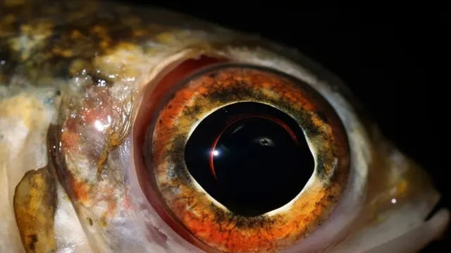 El precio de la pota para el pescador cayó de S/11 por kilo en 2025 a entre S/1 y S/1,30, mientras las plantas pagan S/2,10 por kilo.