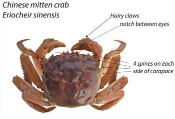 Biólogos advierten que esta especie