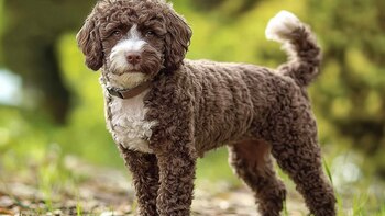 La raza lagotto romagnolo, originaria de Italia, es conocida por su habilidad para excavar y su agudo sentido del olfato. (Imagen Ilustrativa Infobae)