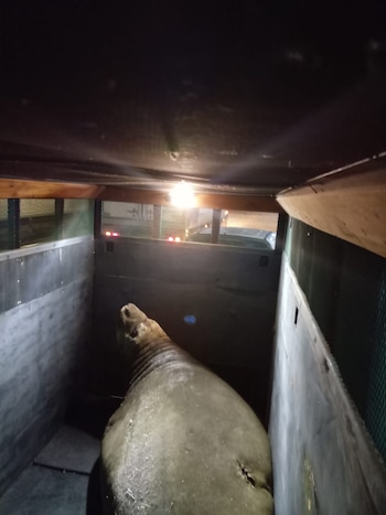 La Fundación Temaikén lideró un operativo de 10 horas para rescatar y trasladar al elefante marino a Punta Rasa