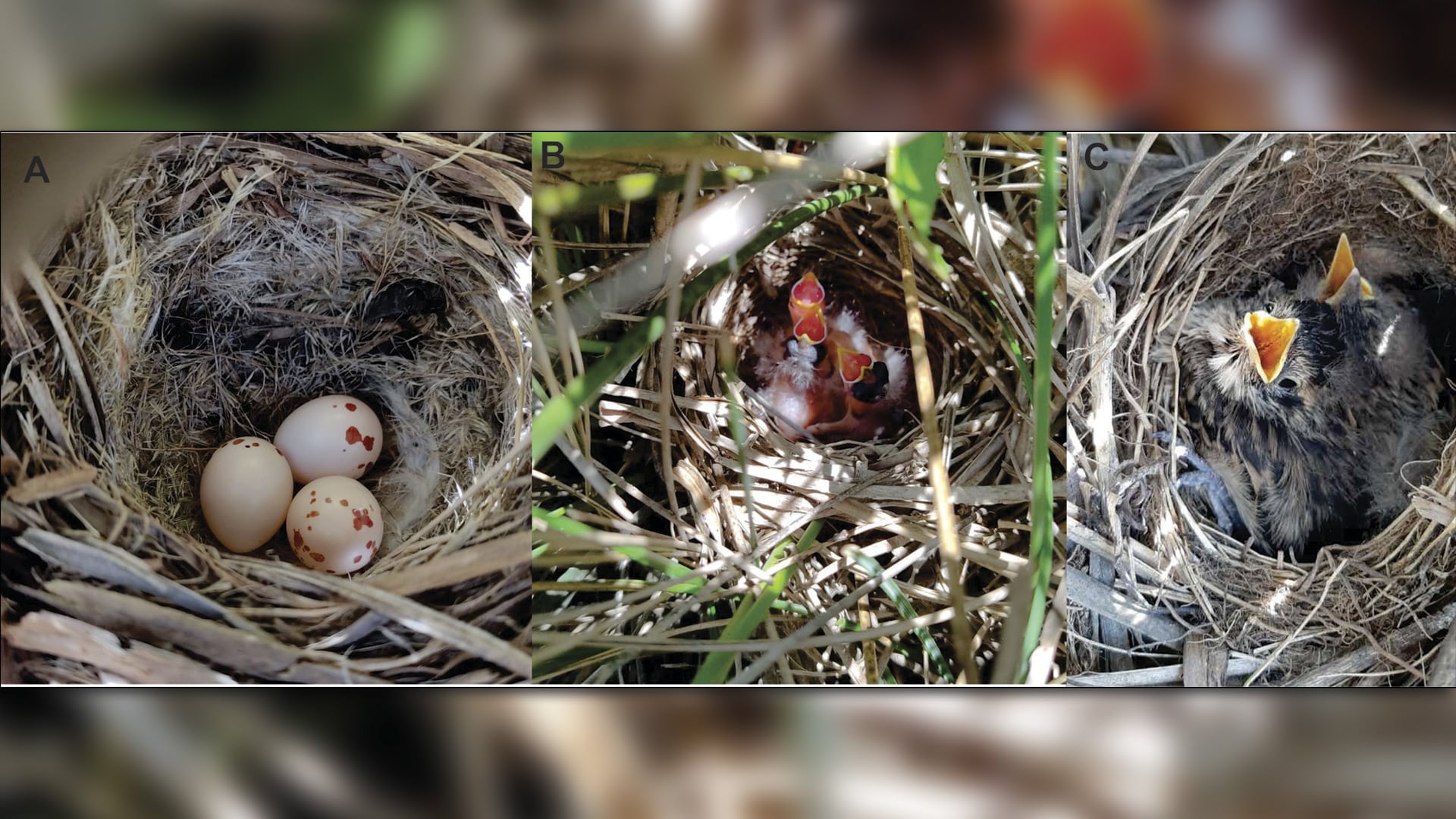 El estudio demostró que la presencia de pastos altos aumenta el éxito de los nidos de aves en los pastizales pampeanos (eBird Argentina)