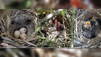 Tríptico mostrando nidos de aves: tres huevos en el primero, dos pichones recién nacidos en el segundo, y una cría con plumaje oscuro y pico abierto en el tercero