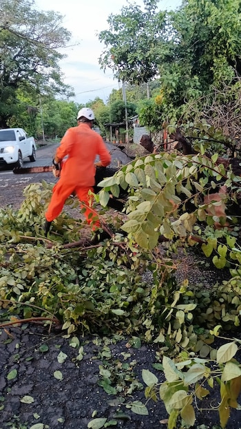 La caída de un árbol en las Cimas 2 de San Bartolo, en Tonacatepeque, obligó a realizar trabajos de corte, despeje y limpieza para restablecer el paso. (Foto cortesía Protección Civil)