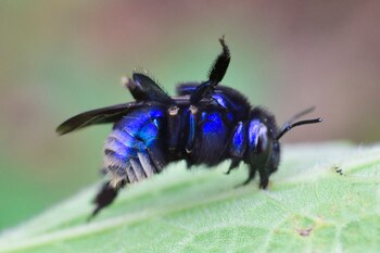 El biólogo colombiano fue de