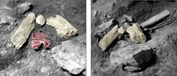 El cráneo AC12, hallado en