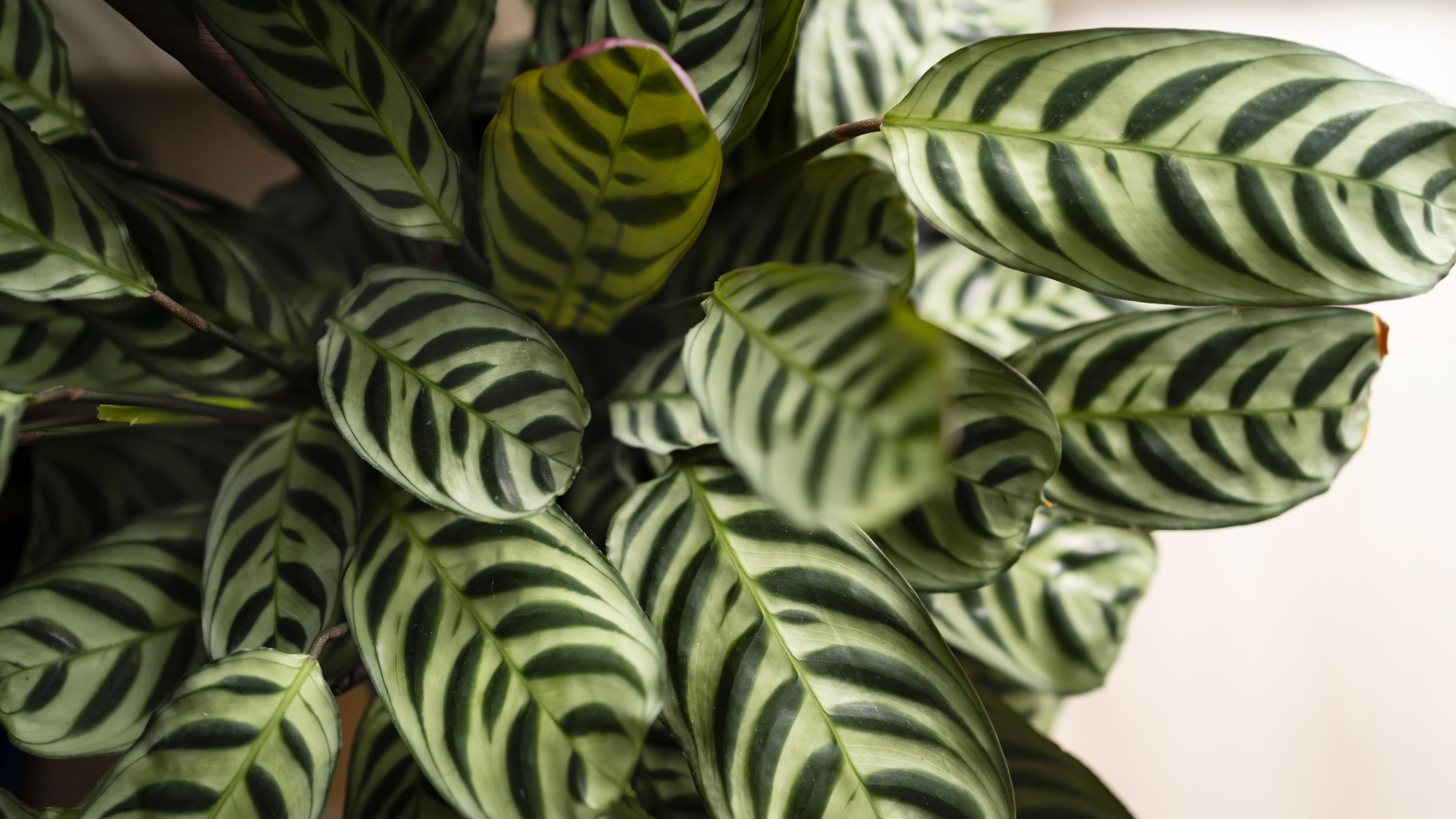 Cinco plantas ideales para decorar tu baño: ayudan a controlar la humedad y aportan un toque natural a una de las zonas menos decoradas del hogar
