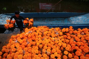 Un trabajador descarga de una lancha cempasúchil para comercializarlos durante las celebraciones del Día de los muertos en Xochimilco.
(Reuters)