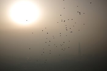 El (estudio se enfocó en