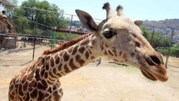 Las dos teorías principales que