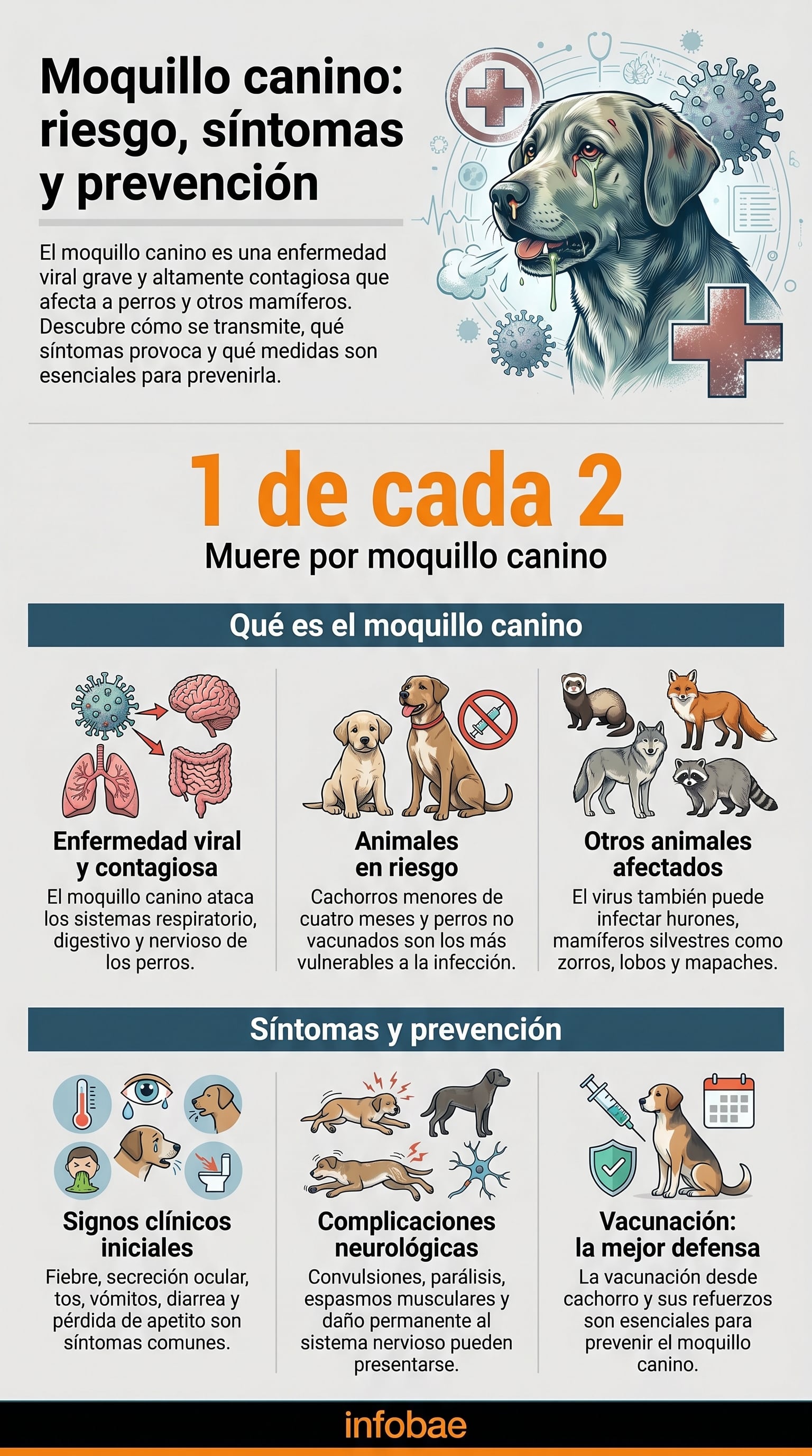 Según American Veterinary Medical Association, la transmisión del moquillo canino ocurre principalmente por secreciones respiratorias, aunque el virus también se propaga a través de objetos contaminados (Imagen Ilustrativa Infobae)