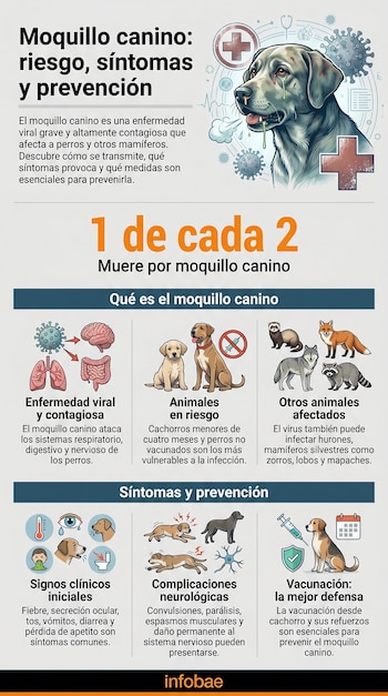 Infografía sobre el moquillo canino que muestra una ilustración de un perro enfermo, virus, órganos afectados, animales en riesgo y símbolos de síntomas y vacunación.