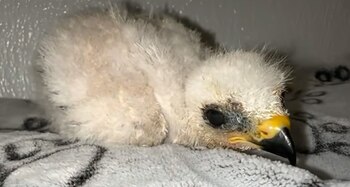 El ave fue nombrada "Taquito"