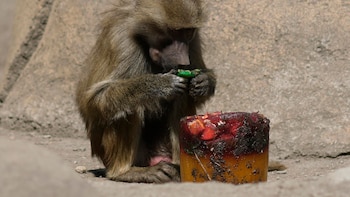 Ratas congeladas y paletas de