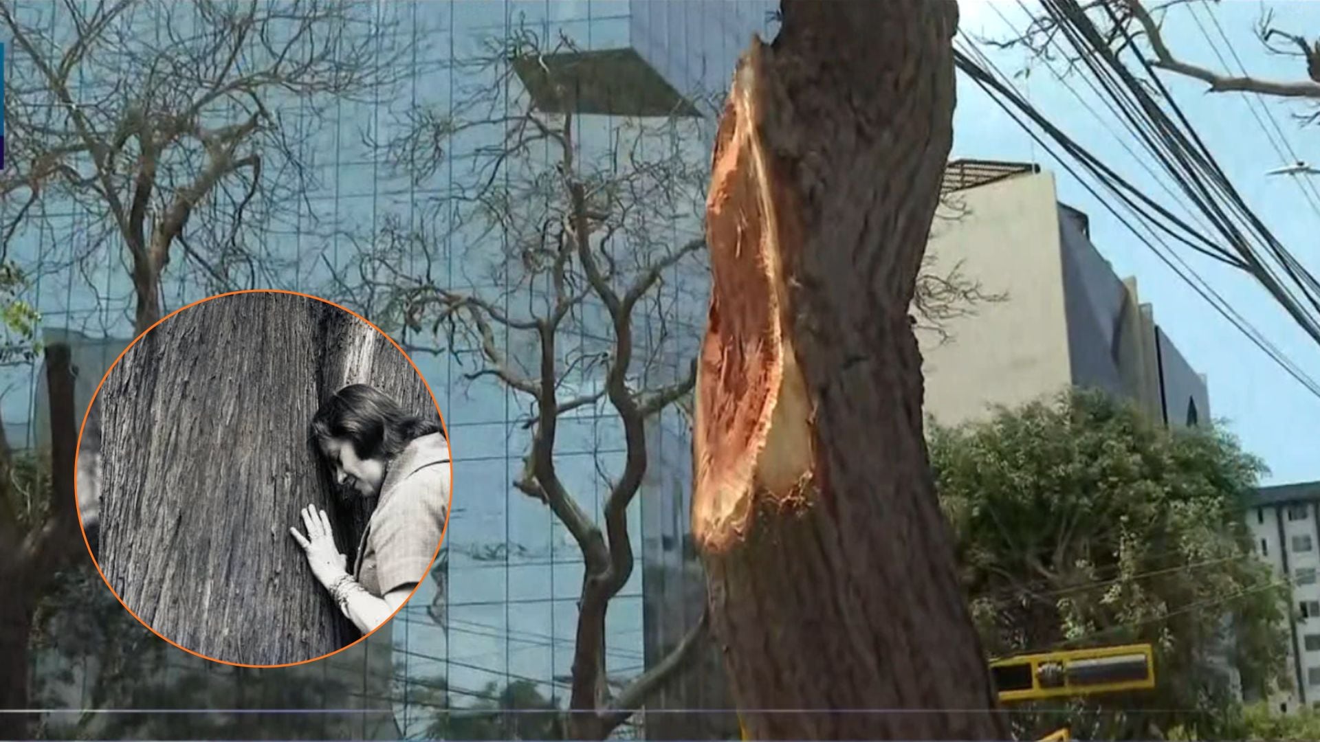Derriban parte de histórico árbol al que Chabuca Granda salvó de ser talado en Miraflores y al que dedicó un poema - Canal N