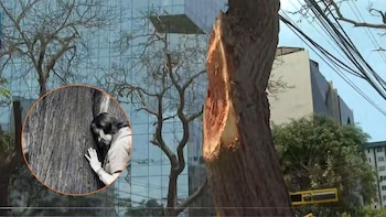 Derriban parte de histórico árbol al que Chabuca Granda salvó de ser talado en Miraflores y al que dedicó un poema