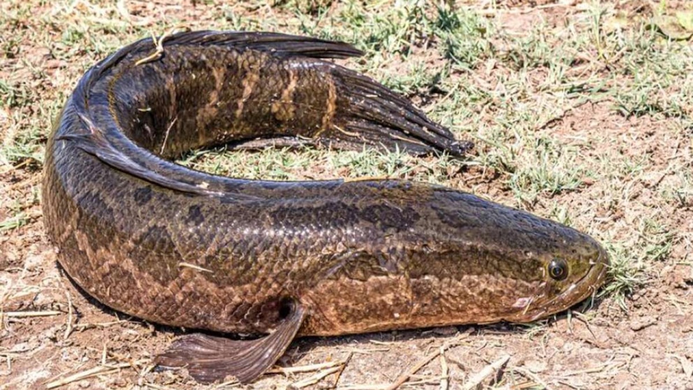 El pez cabeza de serpiente: la especie invasora que preocupa a Estados Unidos por su voracidad