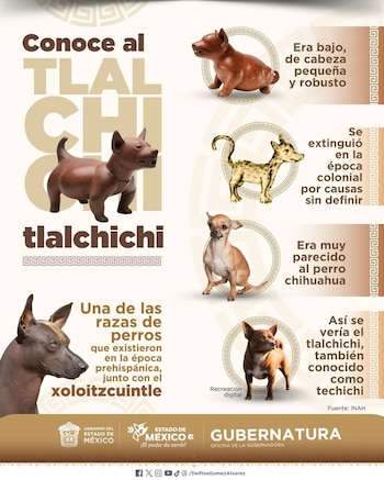 Infografía con textos informativos, figuras prehispánicas de cerámica y fotografías de perros sobre un fondo beige con logotipos institucionales