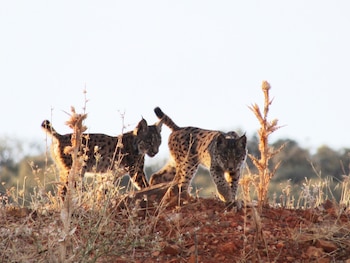 Crías de lince ibérico. (Marta Sierra/Infobae España)