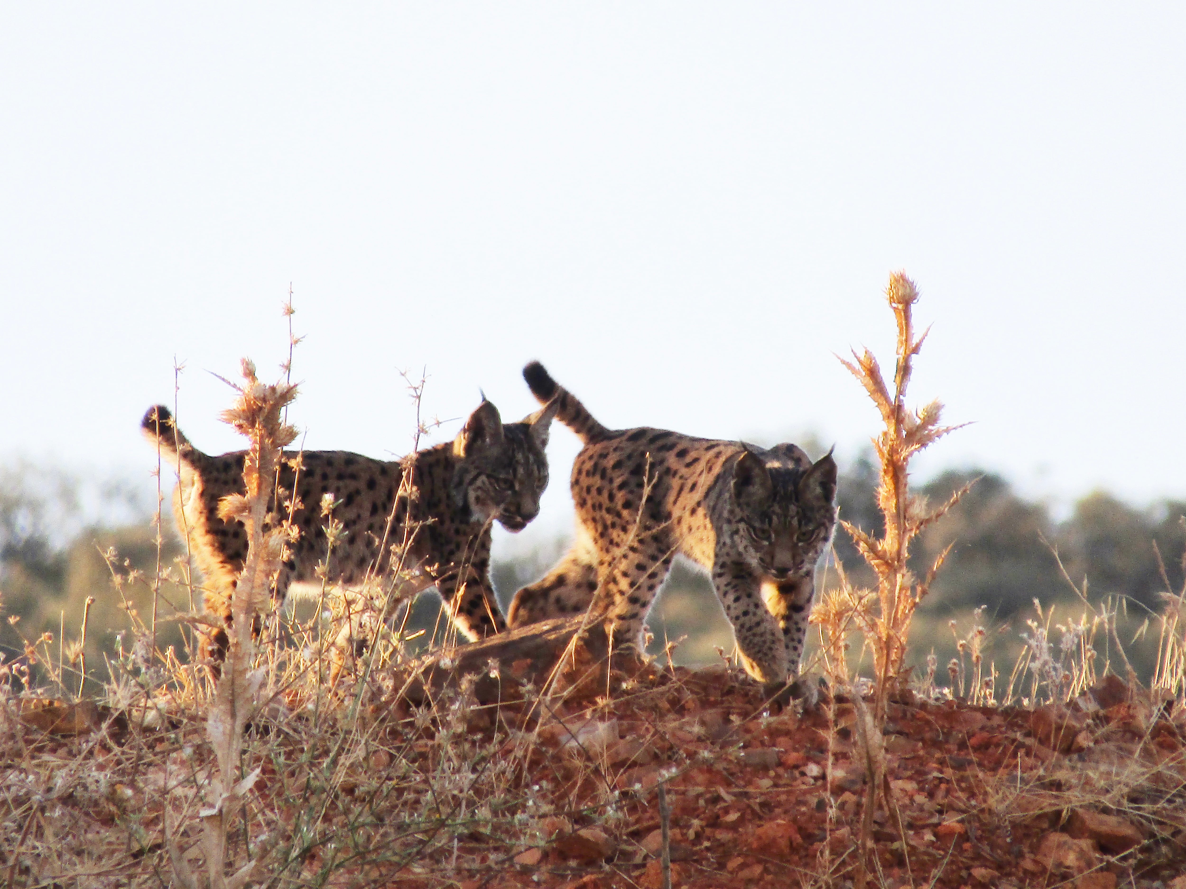 Crías de lince ibérico. (Marta Sierra/Infobae España)