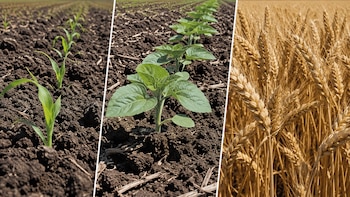 Heladas, poca radiación solar y lluvias frenan los cultivos: ¿están en riesgo los rindes?