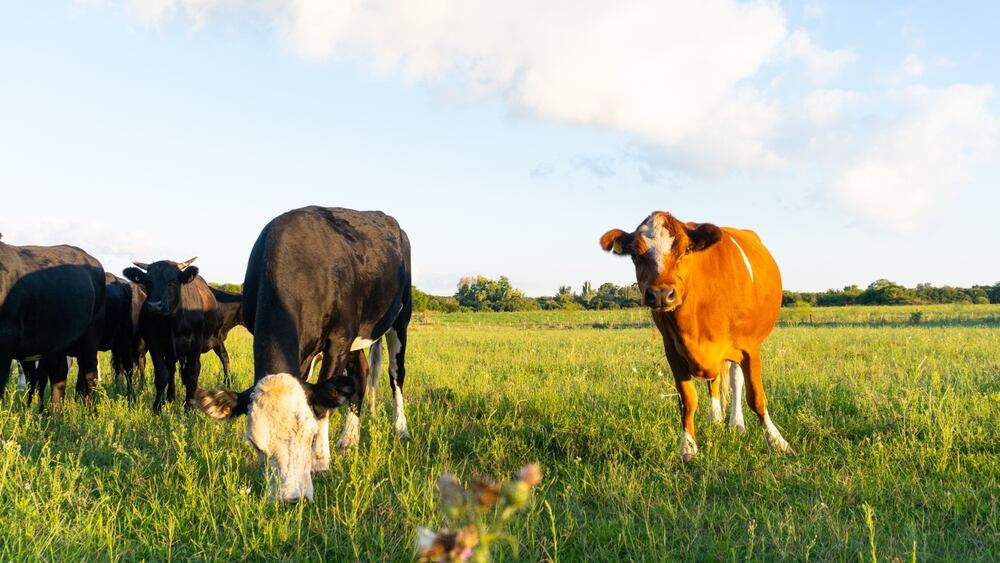 Una vaca es buscada con drones tras escapar de su muerte: “La llamamos Minerva en honor a la inteligencia que demostró durante su fuga”