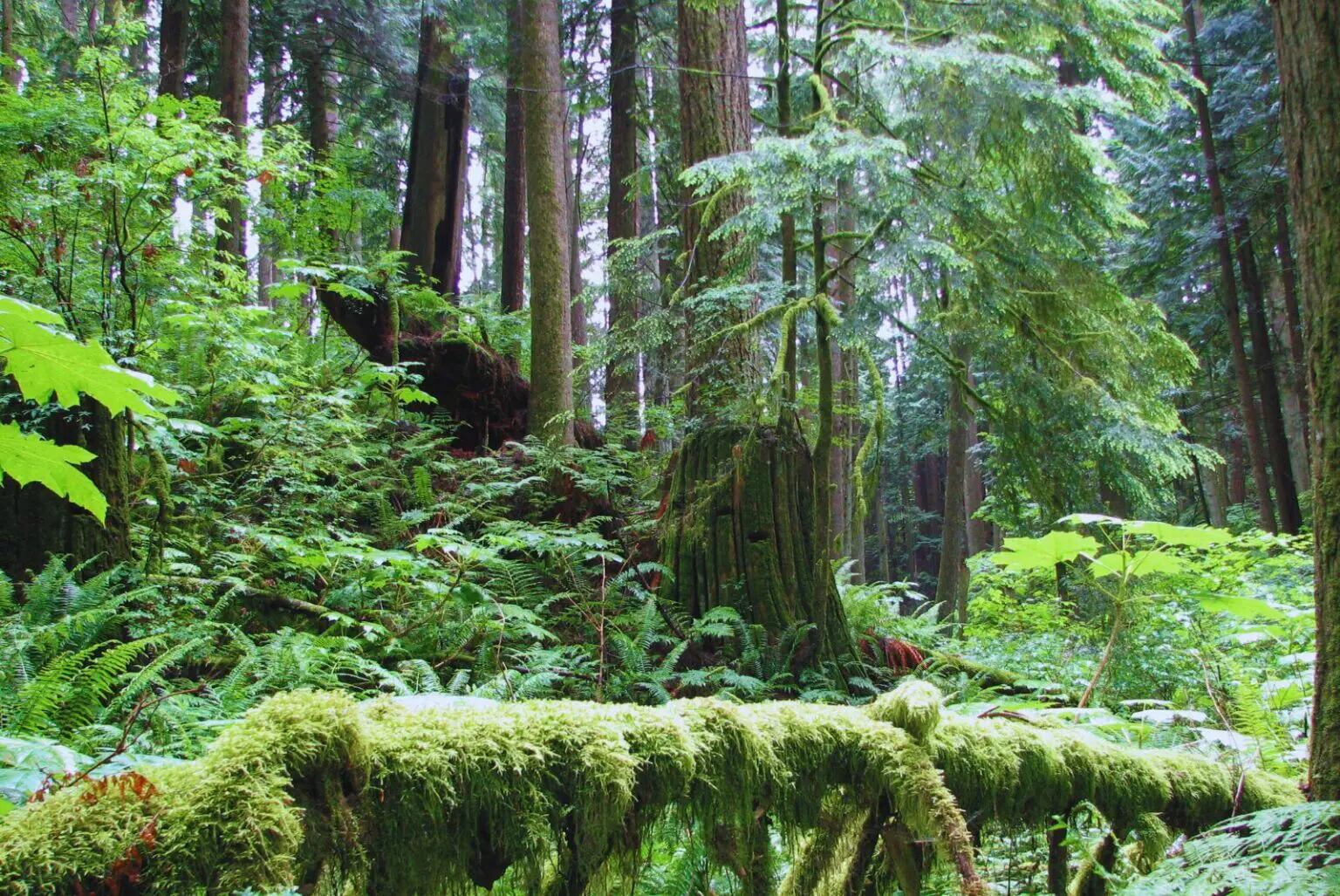 Misterios ocultos de un árbol: pistas sobre el carbono, la industria y la vida