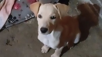 Orejitas fue abandonado por sus