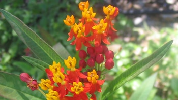 Ciertos algodoncillos han sido identificados