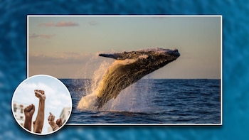 Coalición ambiental exige frente a