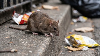 Cómo protegerse del hantavirus: experto reveló las claves para evitar contagios