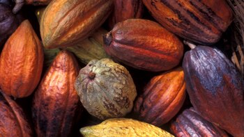 El festival del cacao se