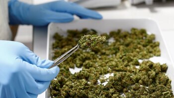 Diputados se encamina a convertir