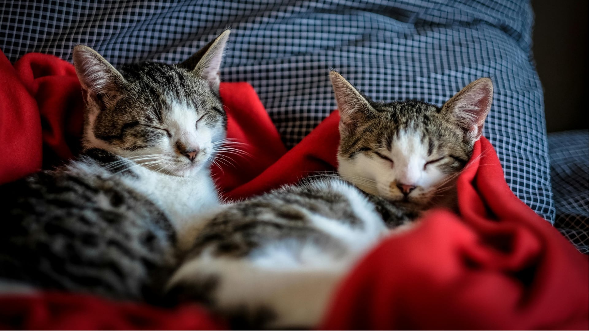 Alimentación, control de peso y prevención: consejos científicos para la longevidad felina. (Foto: Royal Canin)