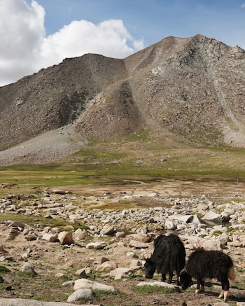 Dos yaks negros sobre un terreno rocoso y seco, con una ladera montañosa al fondo y nubes dispersas en el cielo