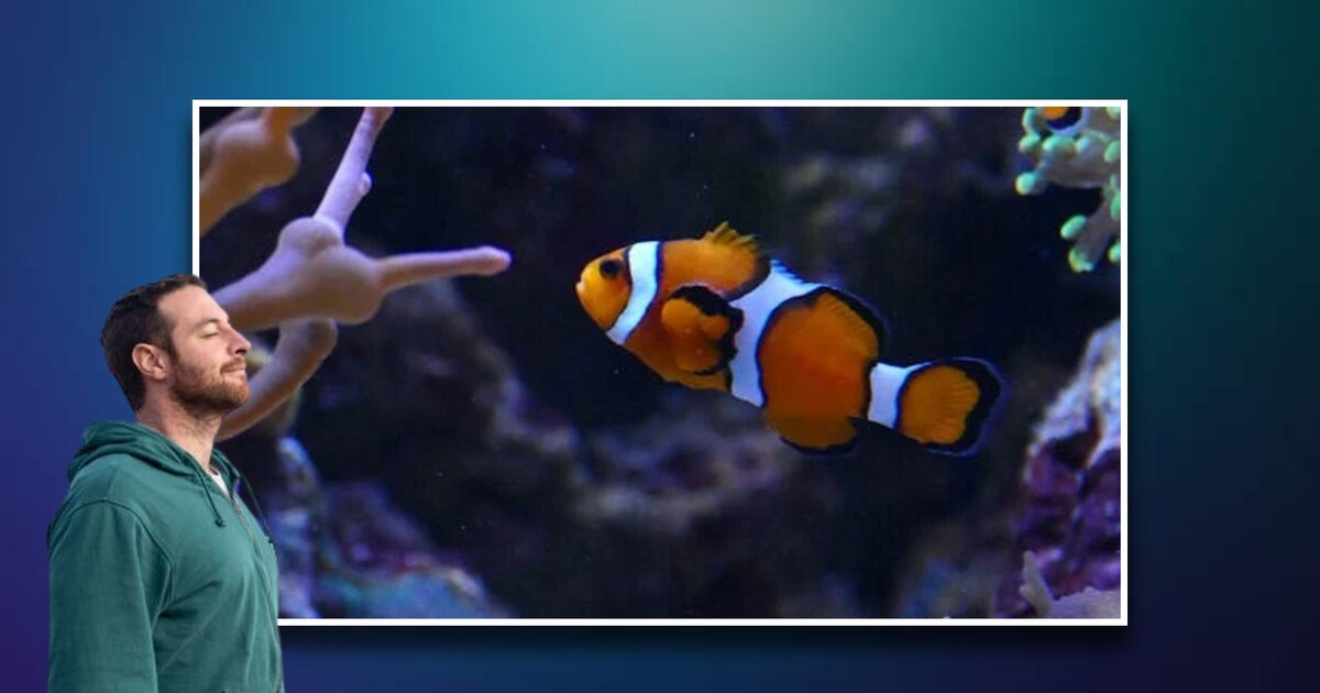 Descubre cómo visitar un acuario puede mejorar tu salud mental