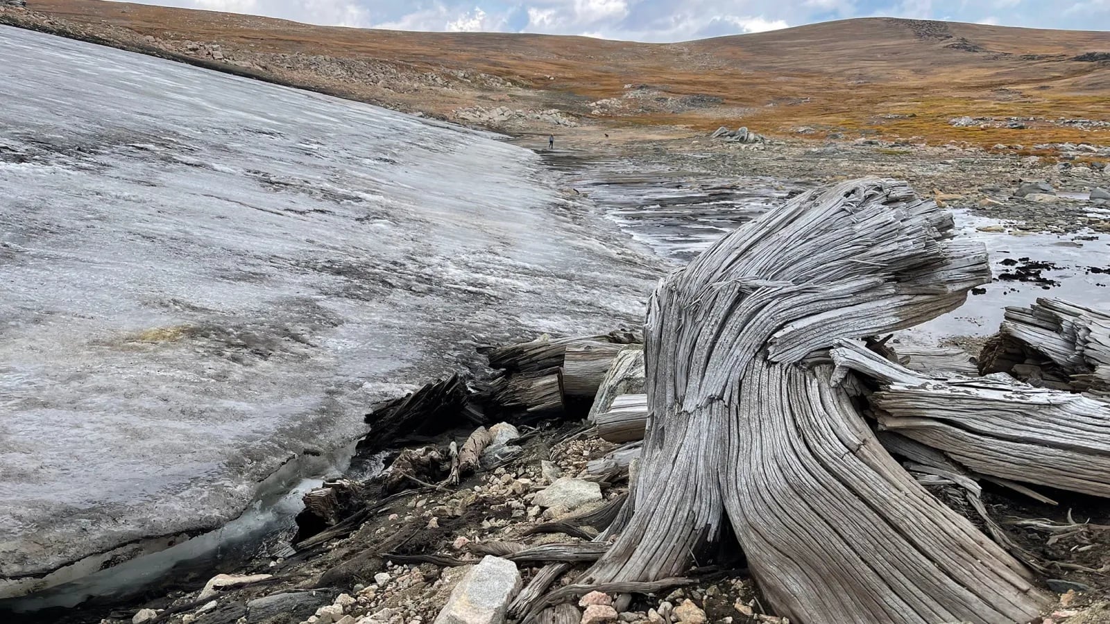 La ausencia actual de pinos de corteza blanca en el lugar respalda la conclusión del equipo de Montana sobre condiciones ambientales distintas hace cinco milenios, según los investigadores estadounidenses consultados (Universidad Estatal de Montana)
