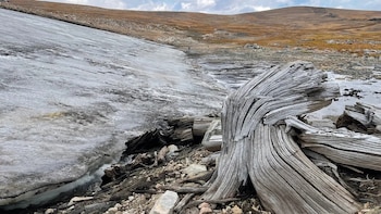 Tronco de árbol erosionado en primer plano sobre piedras, junto a una masa de hielo y colinas áridas bajo el cielo