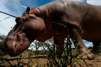 Un hipopótamo macho caminando en Doradal. A pesar de su corpulencia, fácilmente pueden superar en velocidad a los humanos - crédito New York Times