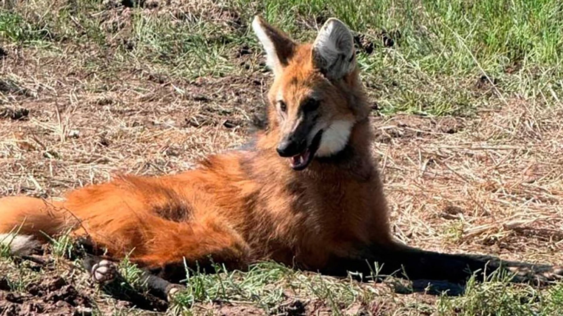 Un aguará guazú descansa sobre el suelo de campo tras ser hallado en la provincia de Santiago del Estero.