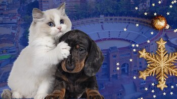 Bogotá realizará una gran jornada