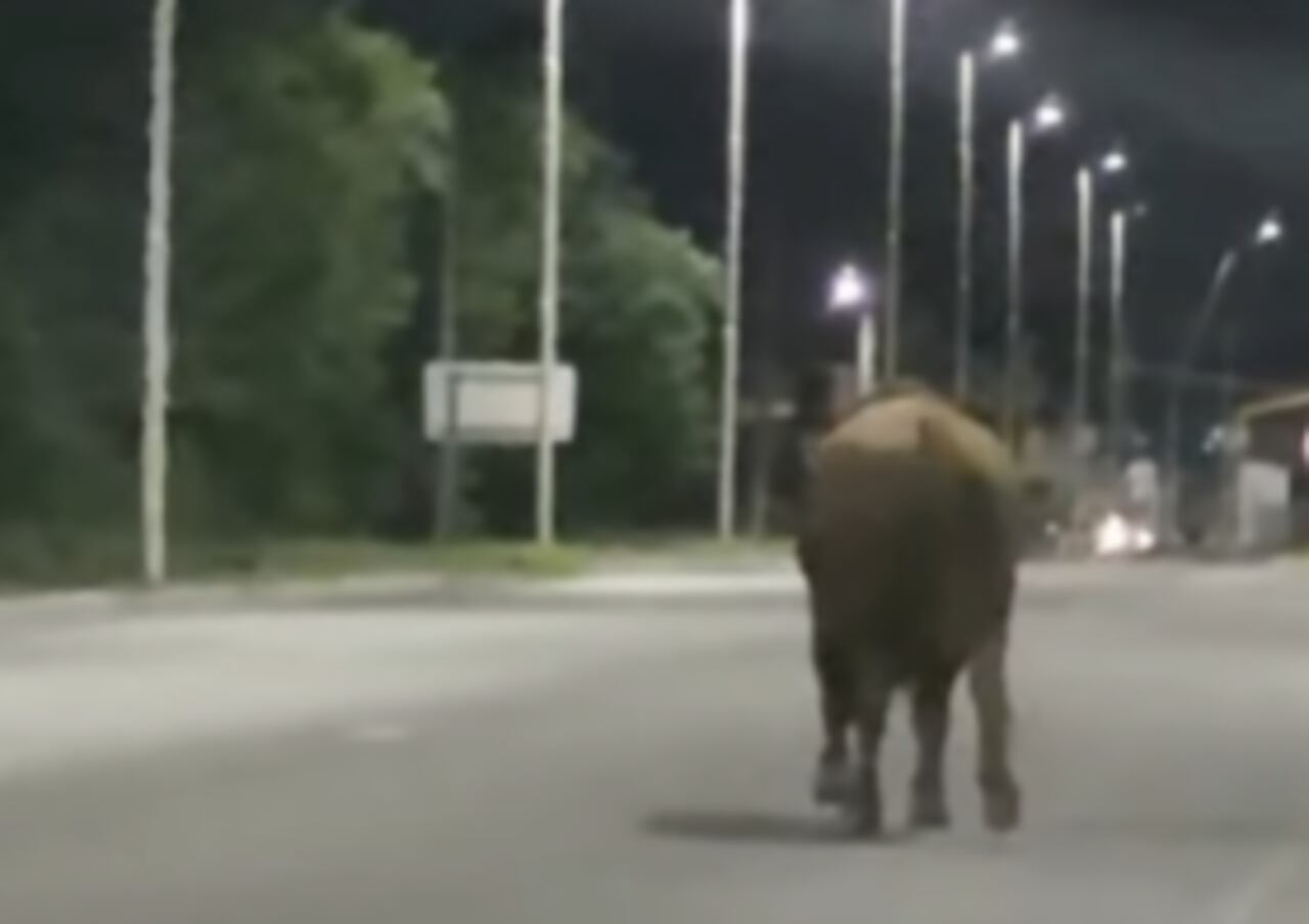 El toro deambuló por horas y luego provocó un accidente