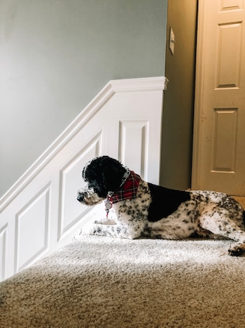 Bentley es un animal de apoyo emocional y una inspiración para su dueña. (Gentileza Grace French)