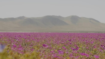 El gobierno de Chile anunció la creación de un parque nacional en la zona sur del desierto de Atacama, el más árido del mundo, para proteger el fenómeno de floración que ocurre excepcionalmente en esta zona de la región de Copiapó, a 500 km al norte de Santiago.