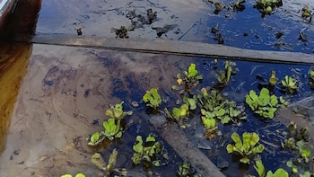 Primer plano de agua con una gran mancha oscura de petróleo flotando junto a plantas acuáticas de hojas verdes y algunos restos de madera